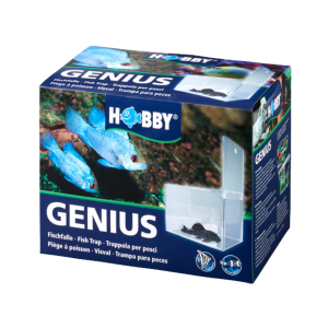 Hobby - Genius