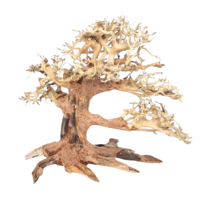 Whimar - Decor bonsai pine