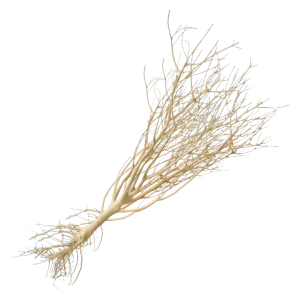 Whimar - Decor mini root