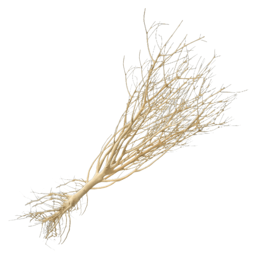 Whimar - Decor mini root