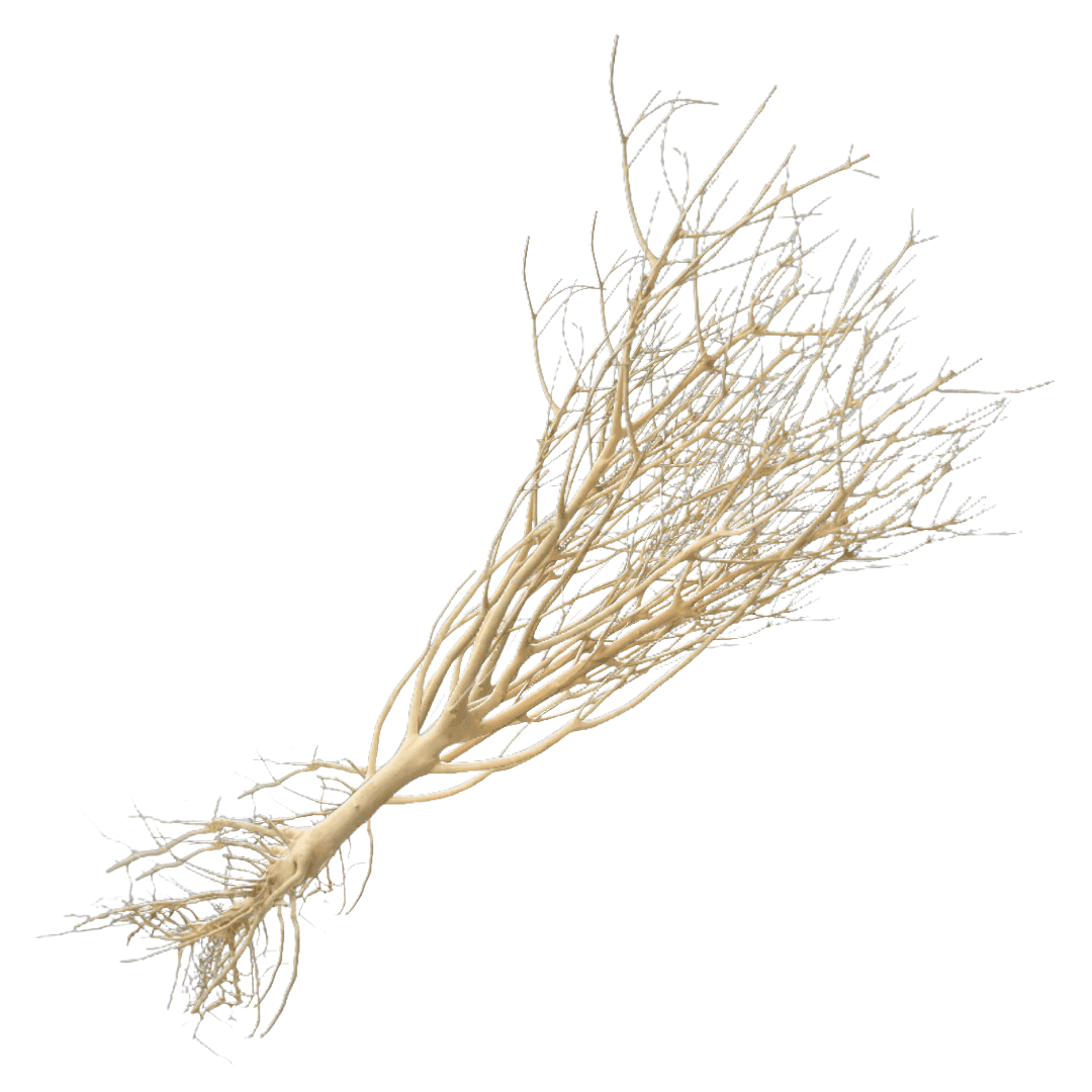 Whimar - Decor mini root