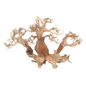 Whimar - Decor twin bonsai wood